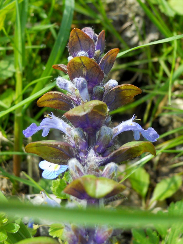 Ajuga reptans